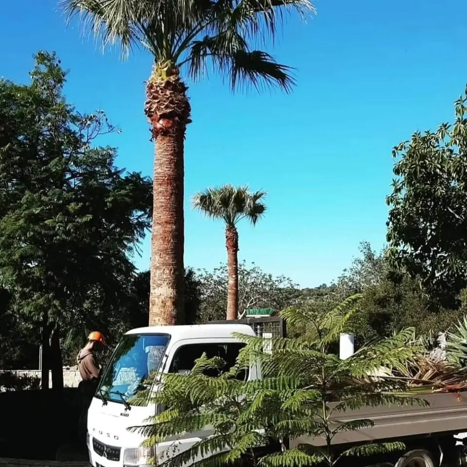 Cleaned palm trees and a truck loaded with the cut fronds